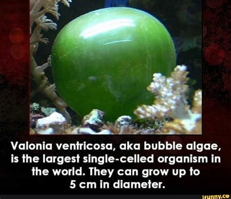 Largest single.